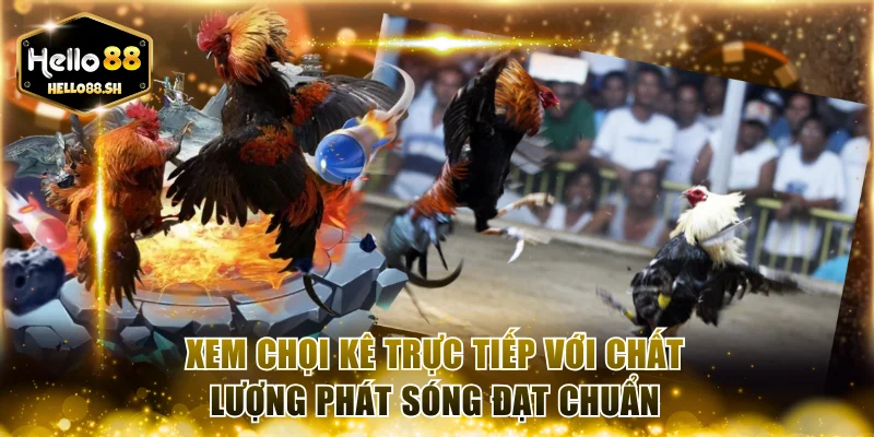 Xem chọi kê trực tiếp với chất lượng phát sóng đạt chuẩn